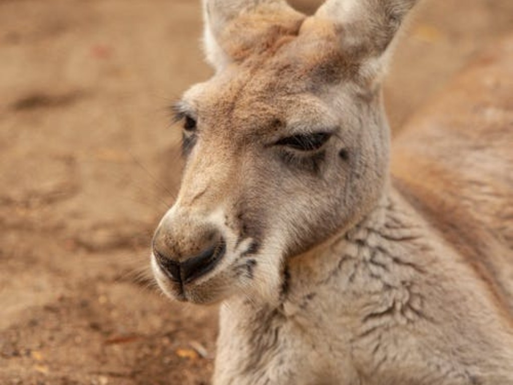 17 Exciting Activities In Melbourne For Adults Australias wildlife