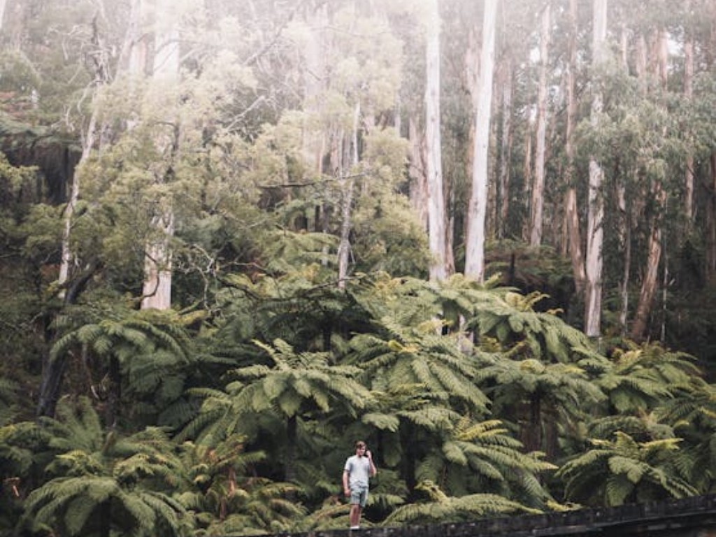 17 Exciting Activities In Melbourne For Adults Escape into nature