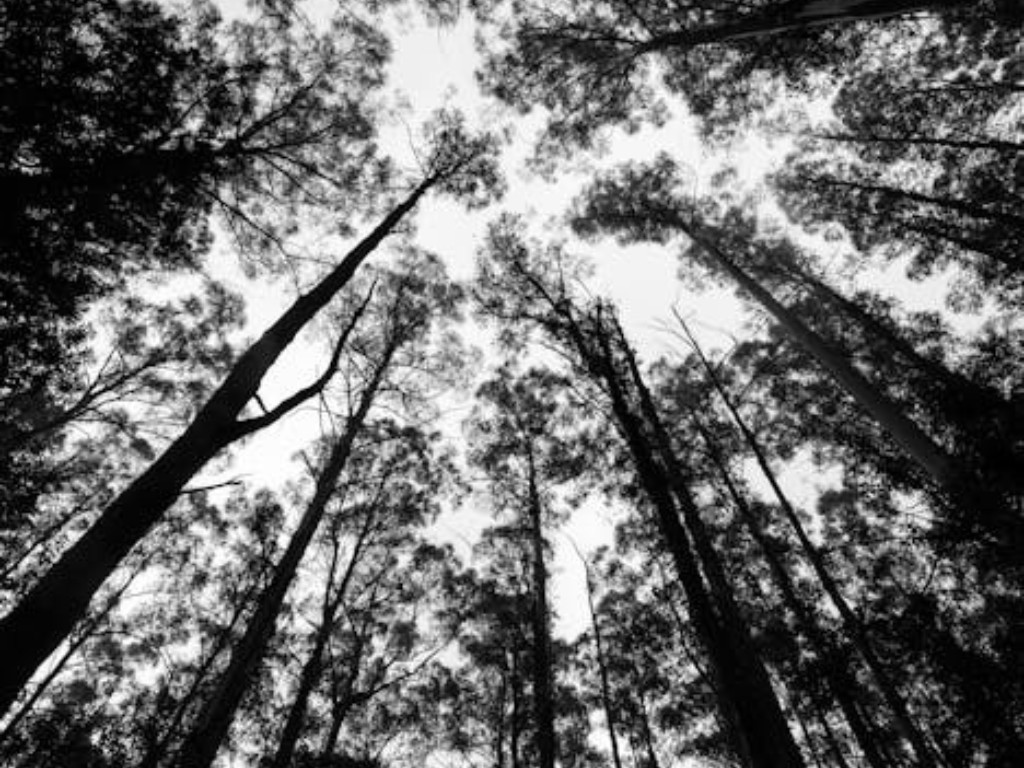 17 Exciting Activities In Melbourne For Adults Eucalyptus forests