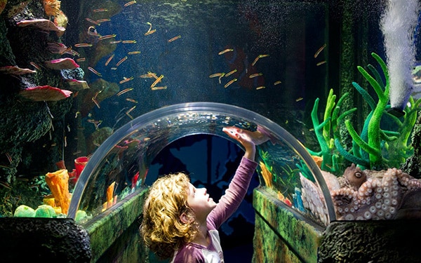Sea-life-melbourne-aquarium