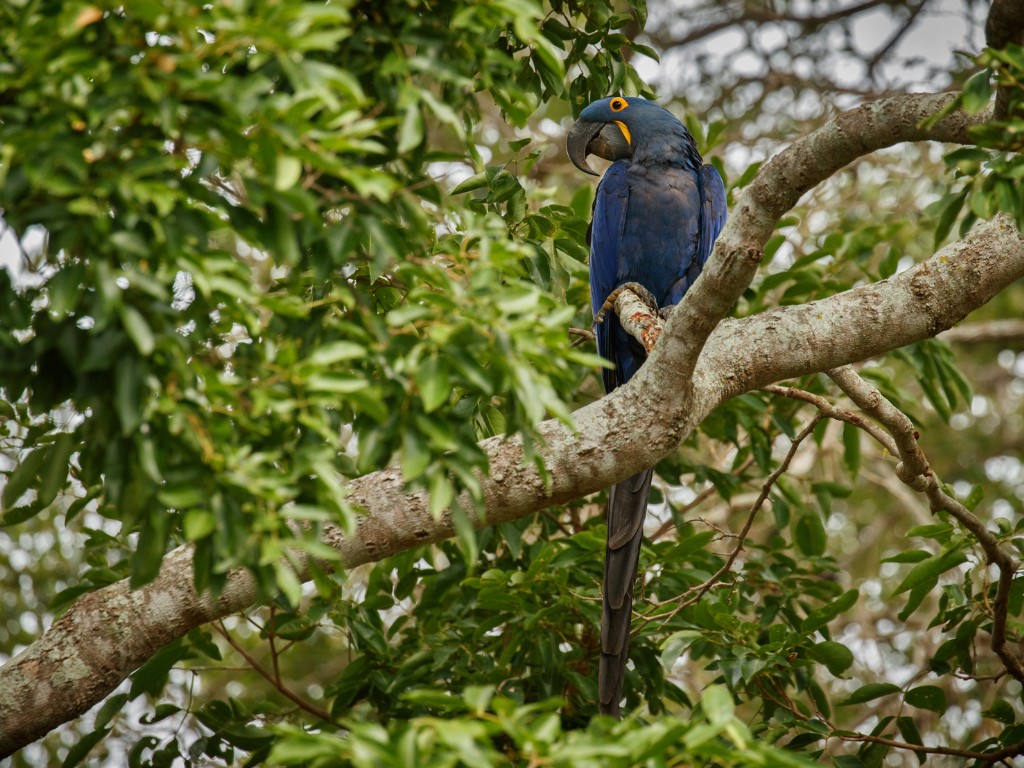 Cockatoo perched on a branch