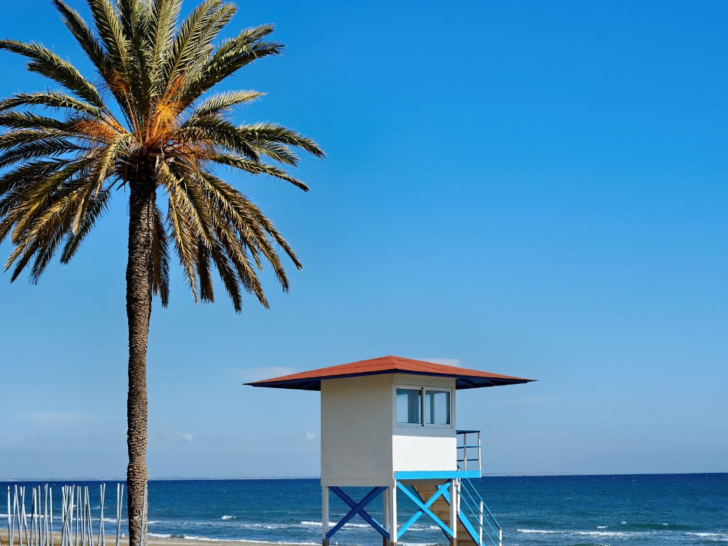 Palm tree on a beach