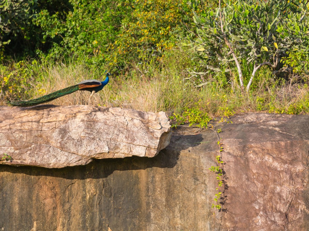 Peacock standing at the edge