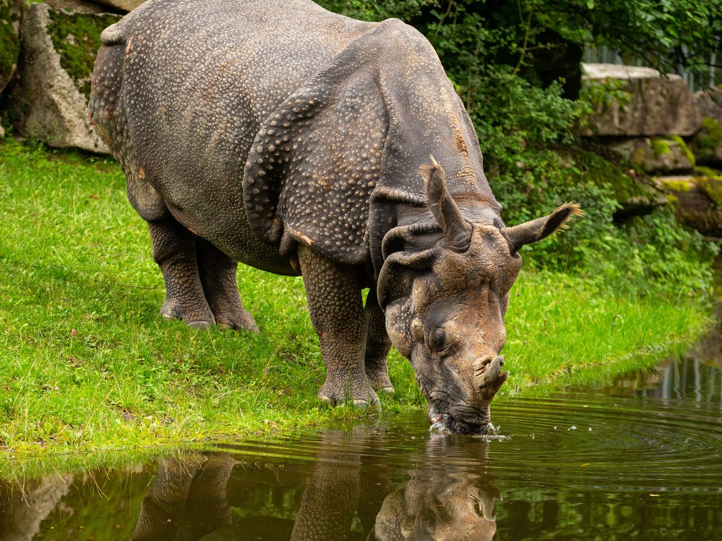 Experience the Best Adrenaline Activities in Sydney unforgettable wildlife encounters