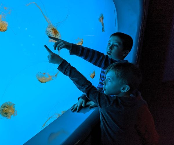 Sea life sydney aquarium